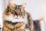 Das müssen Katzen lernen – Katzenexpertin gibt 9 praktische Tipps